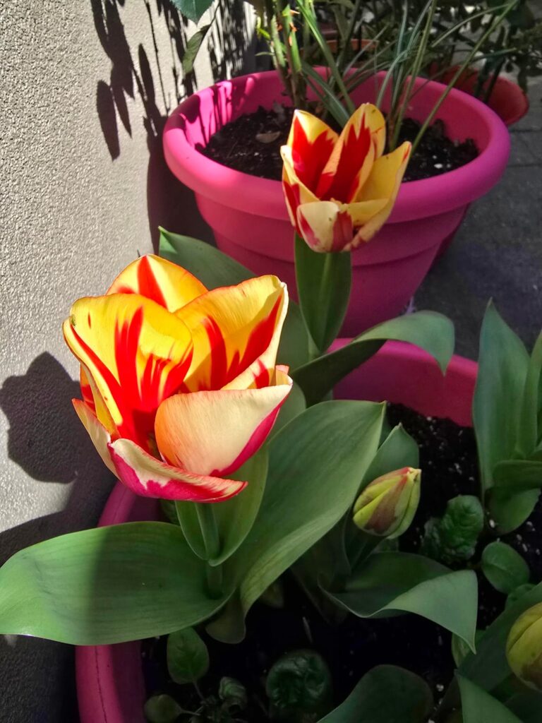 My Tulips are blooming!