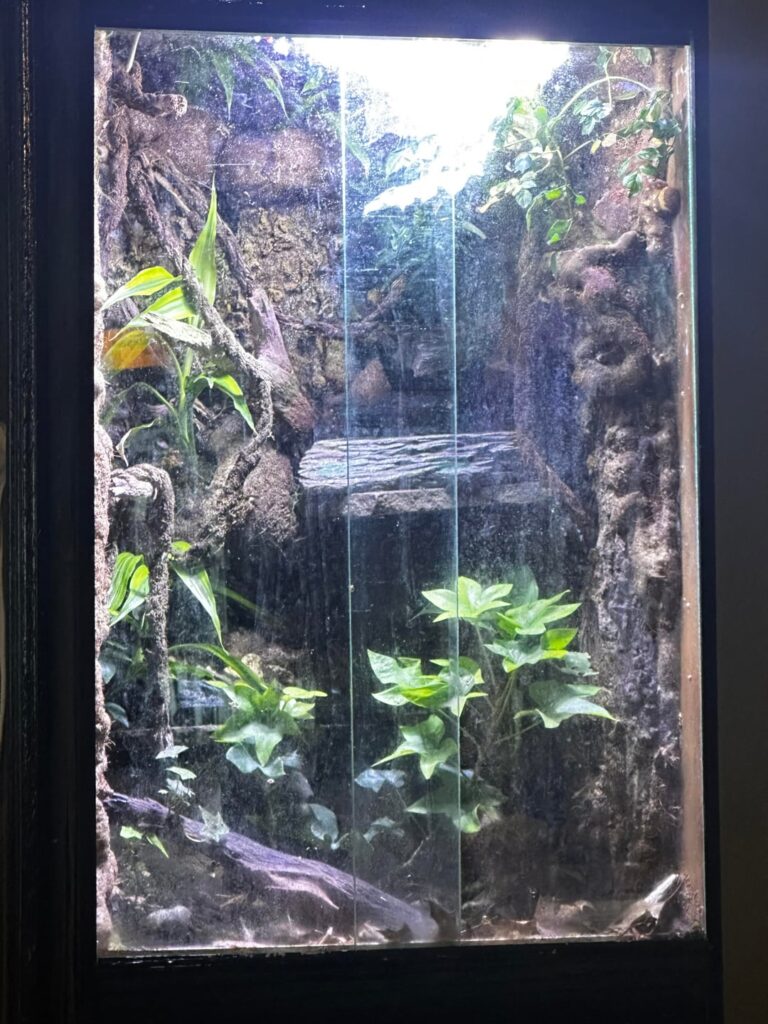 Just some pics of the Viv