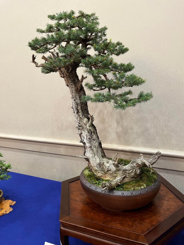 Some pictures from the Mid Atlantic Bonsai Festival this weekend.