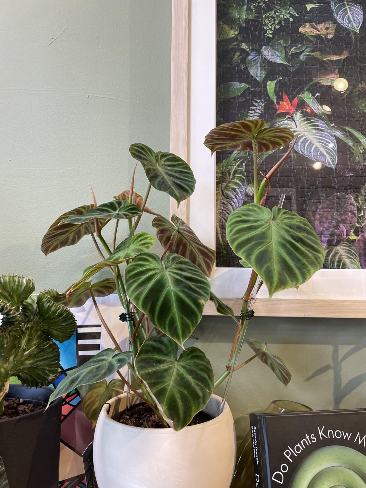 Velvet philodendron identification
