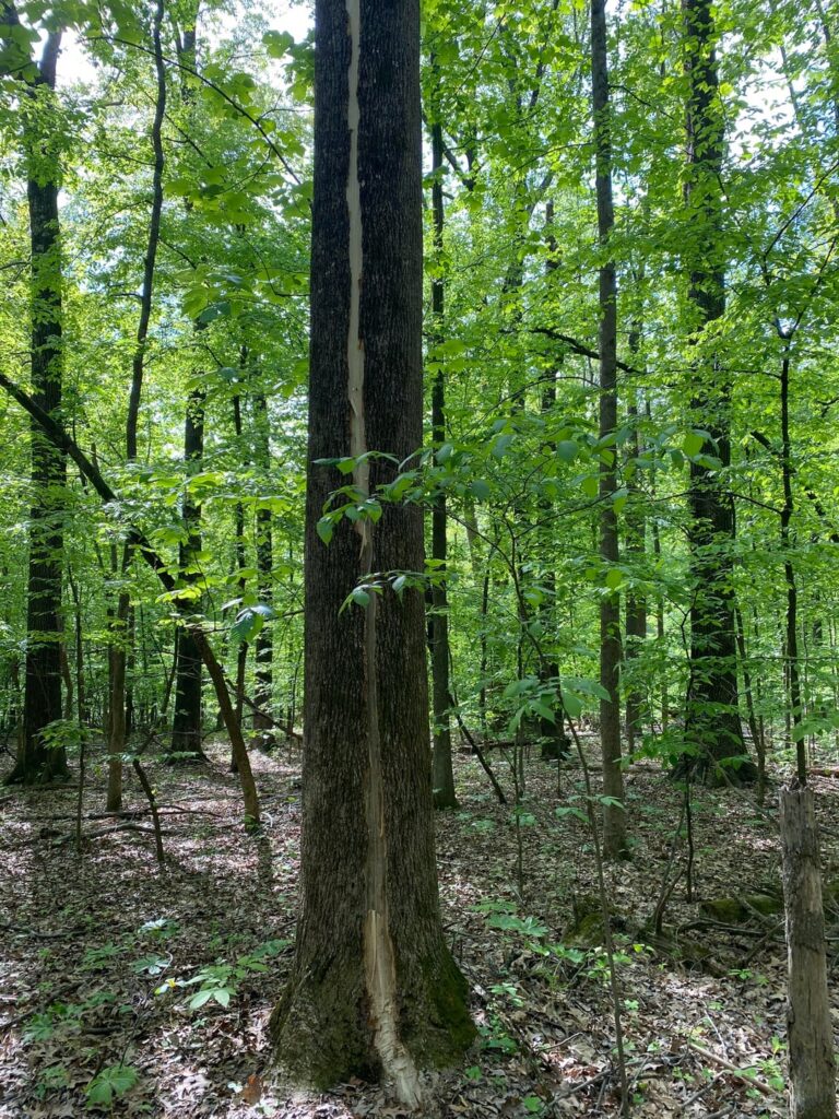 These two trees got struck by lightning ⚡️