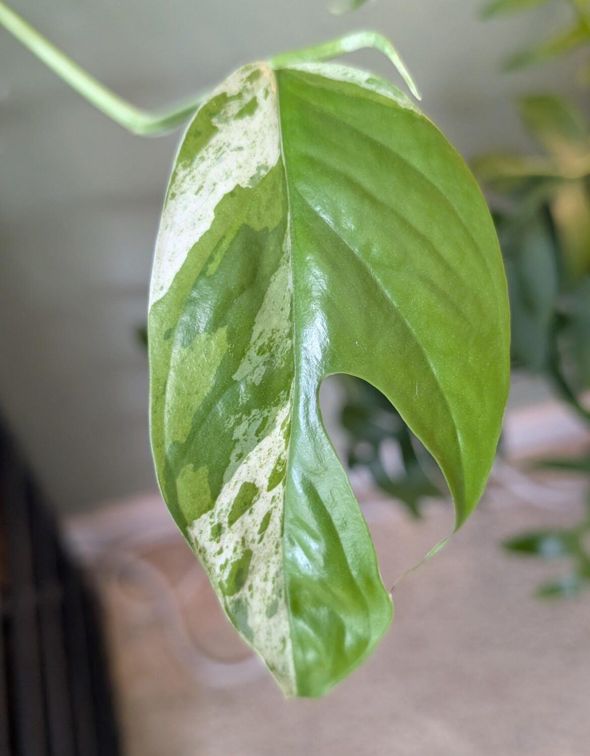 This leaf is so pretty