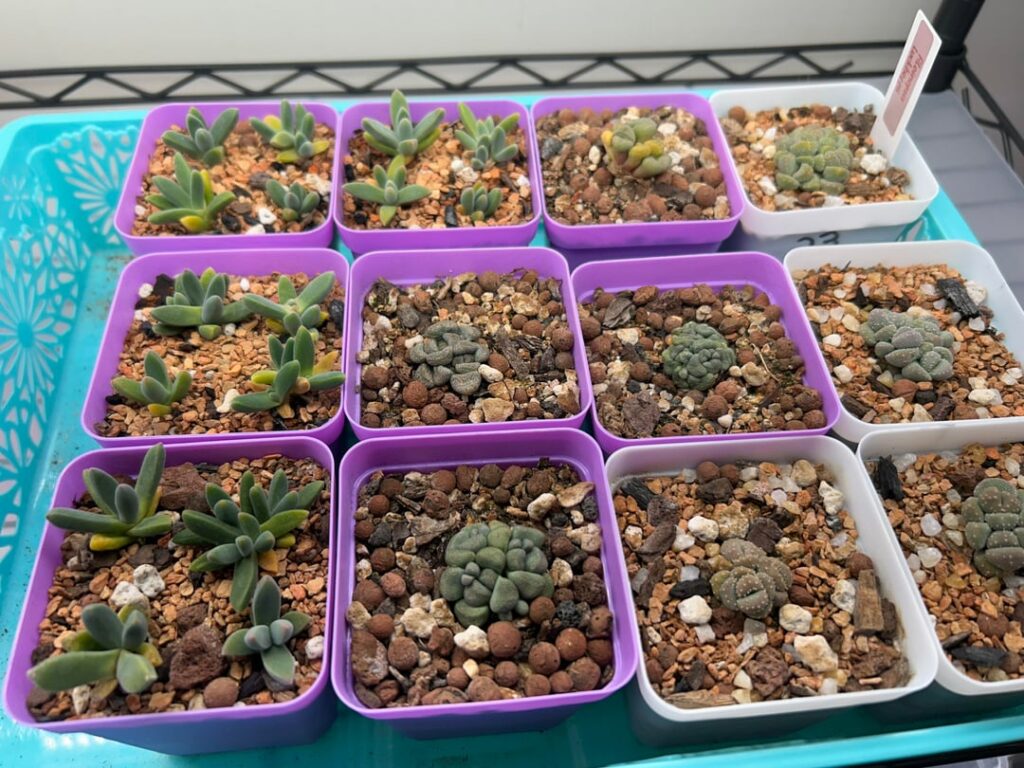 Some of the mesembs I don’t share as often