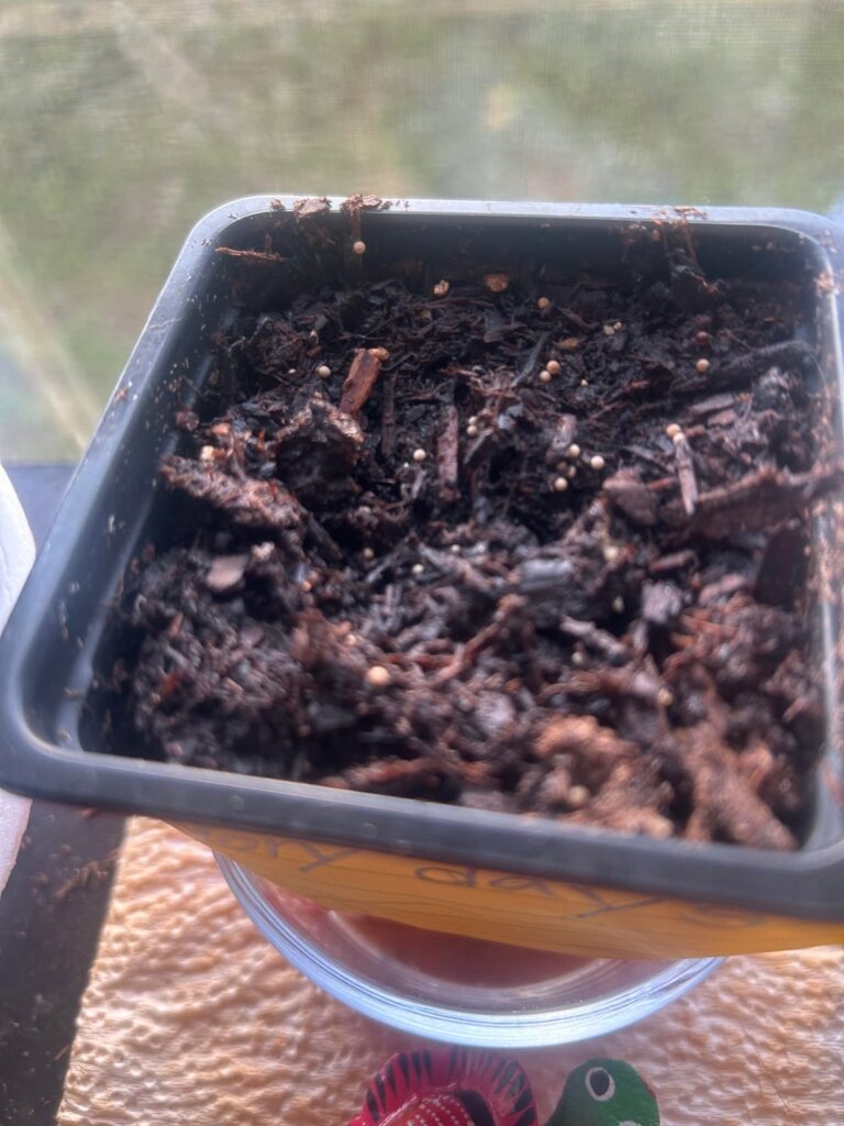 Why won’t my mint grow :(
