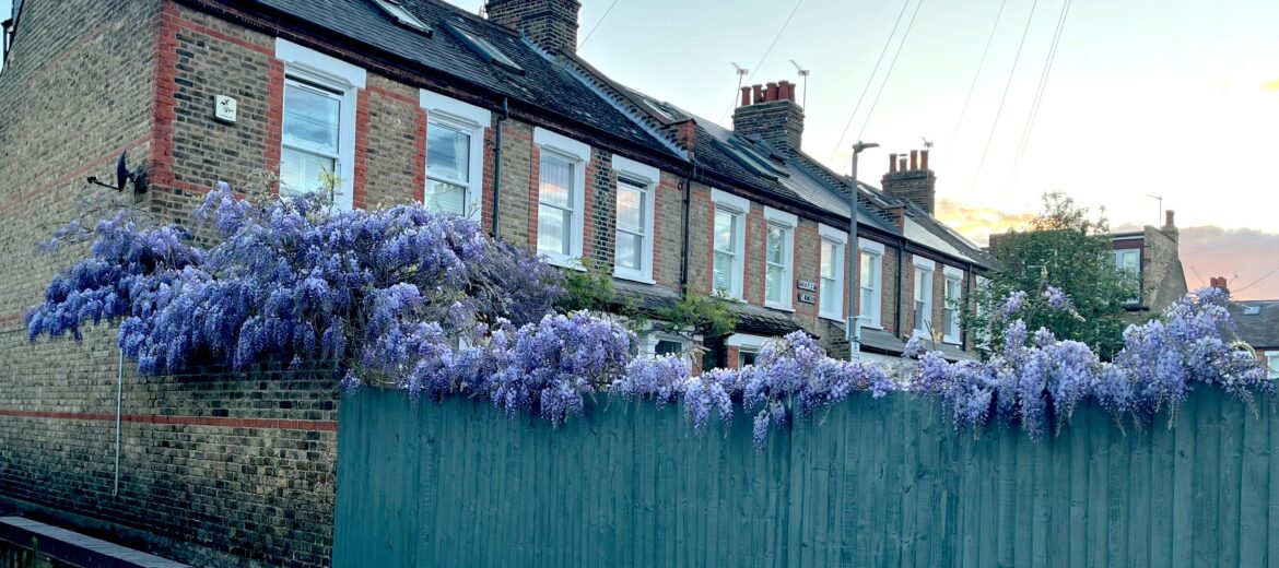 Wisteria season! 😍🌸