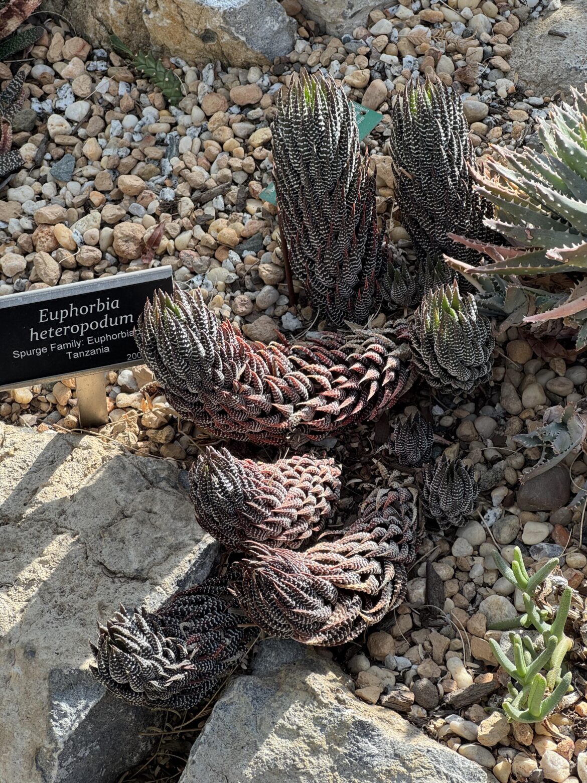 What is this succulent I saw at the Brooklyn Botanical Garden?