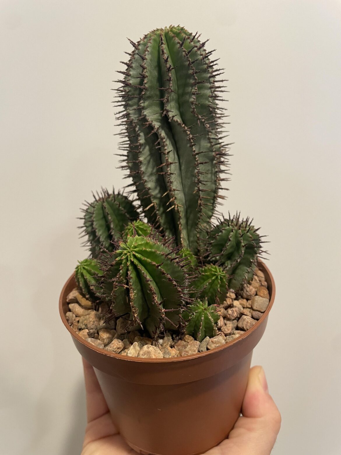 Possible ID?