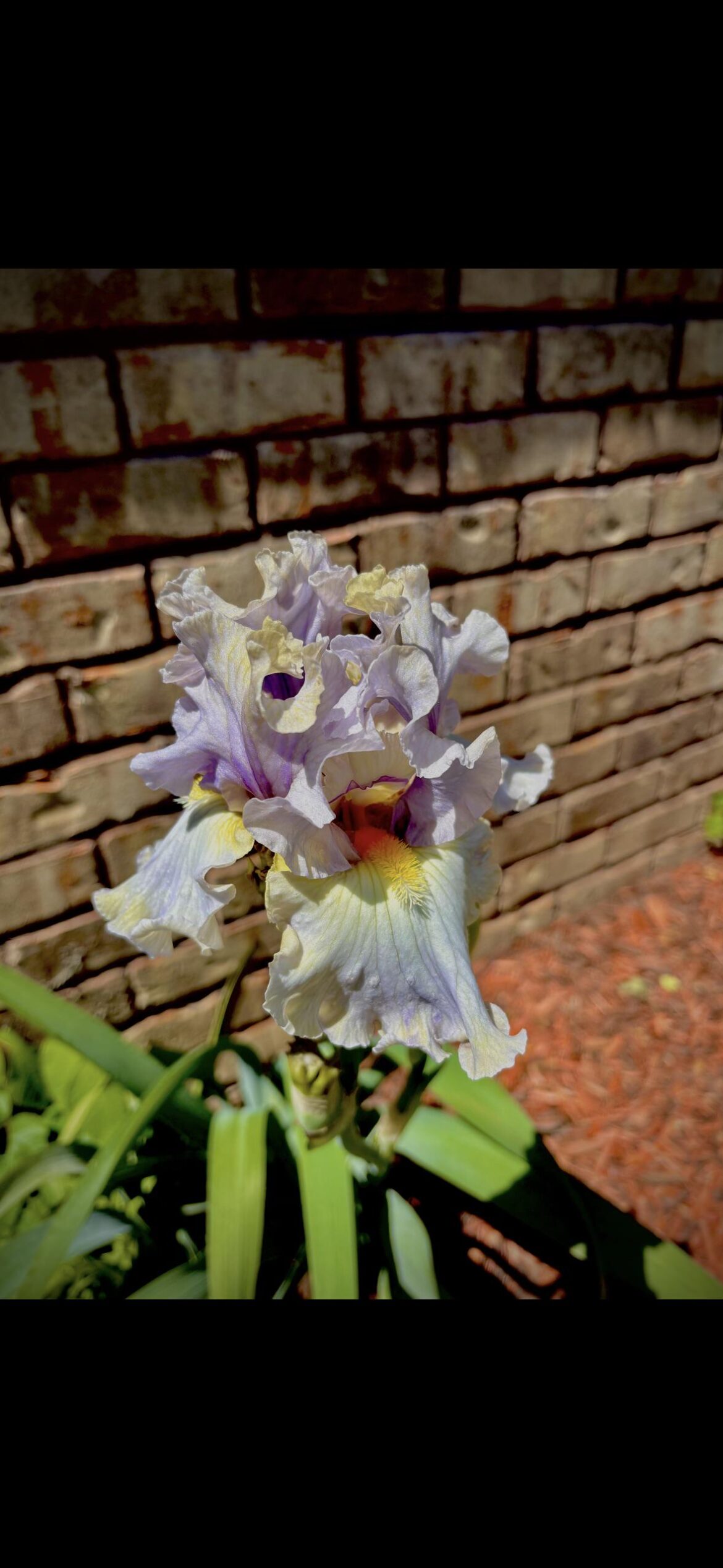 Iris bloom, giving off Dragon vibes.