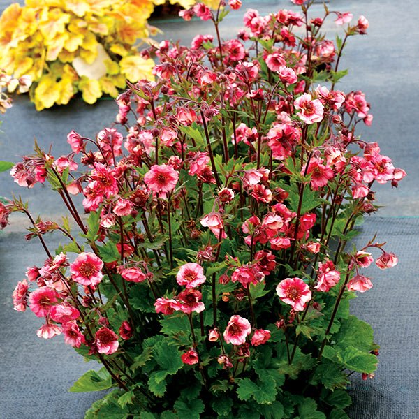 Tempo&trade; Rose Geum