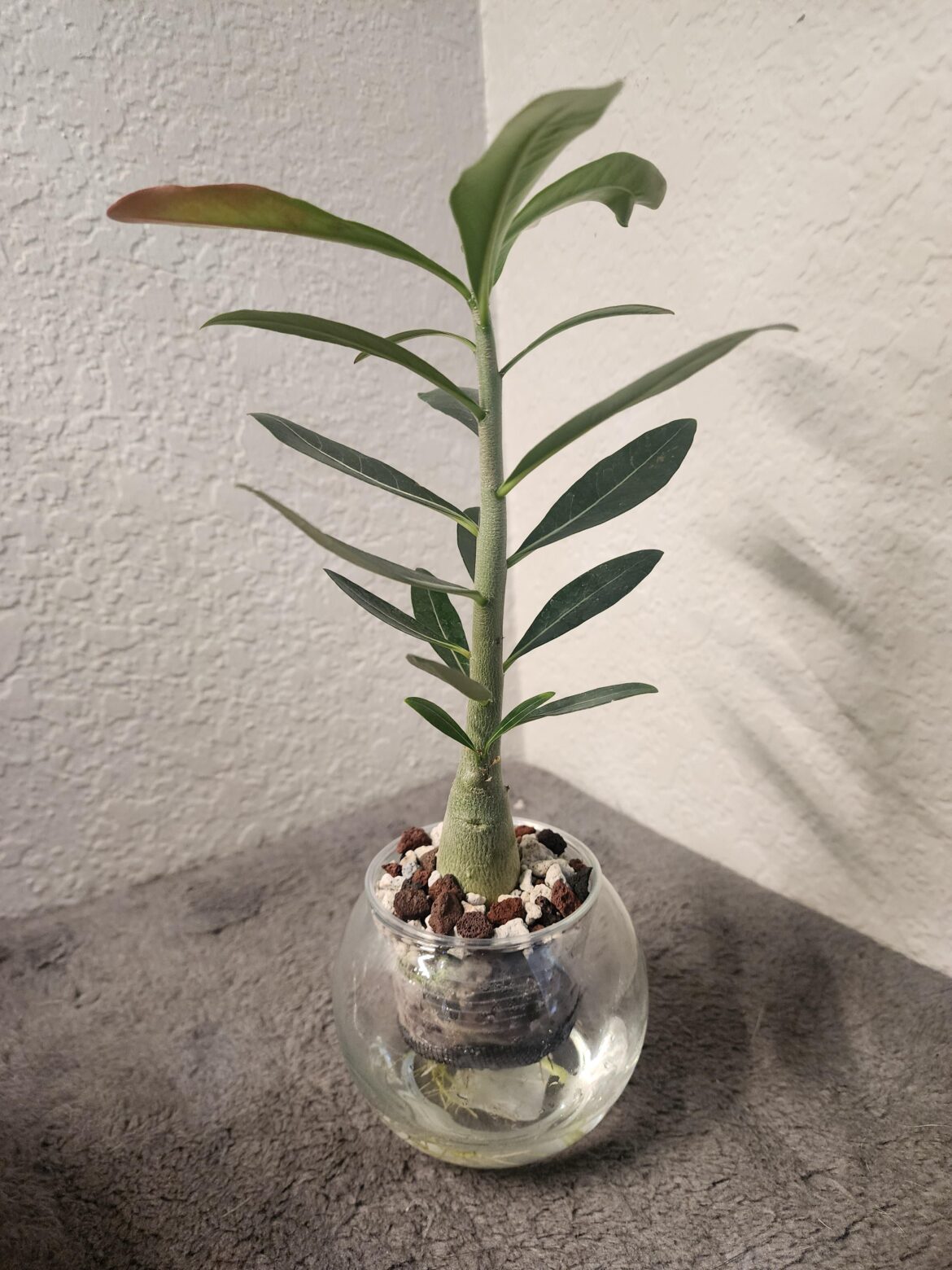Do I prune?