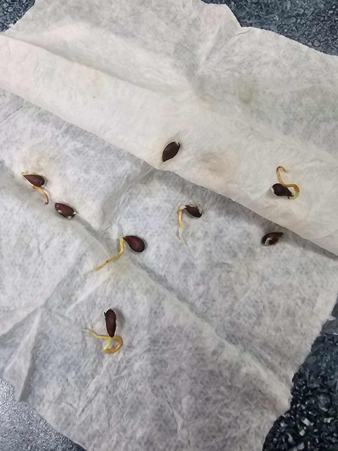 Apple seeds!