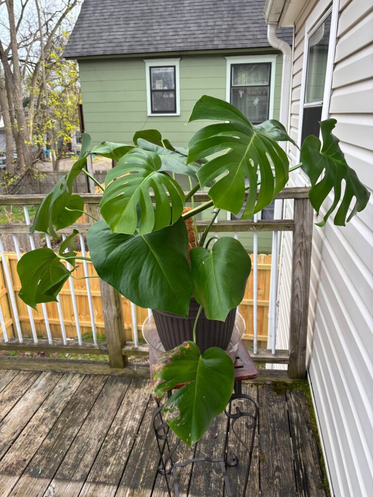 One year of growth