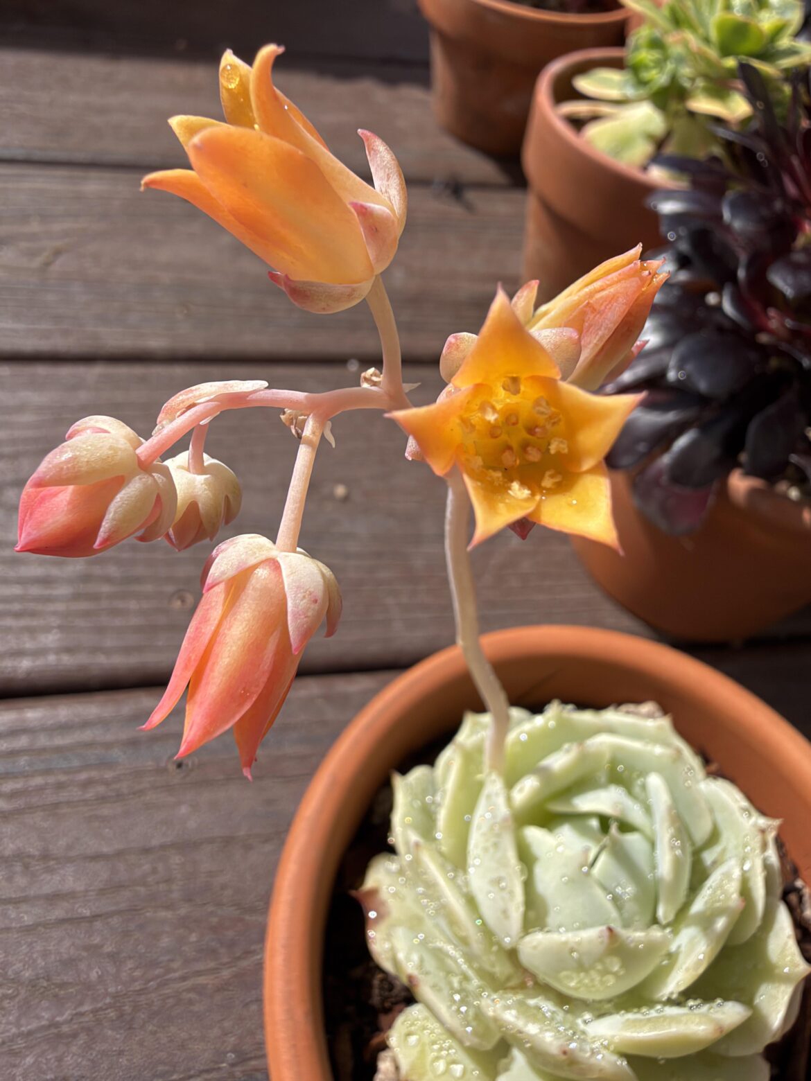 Lola blooms