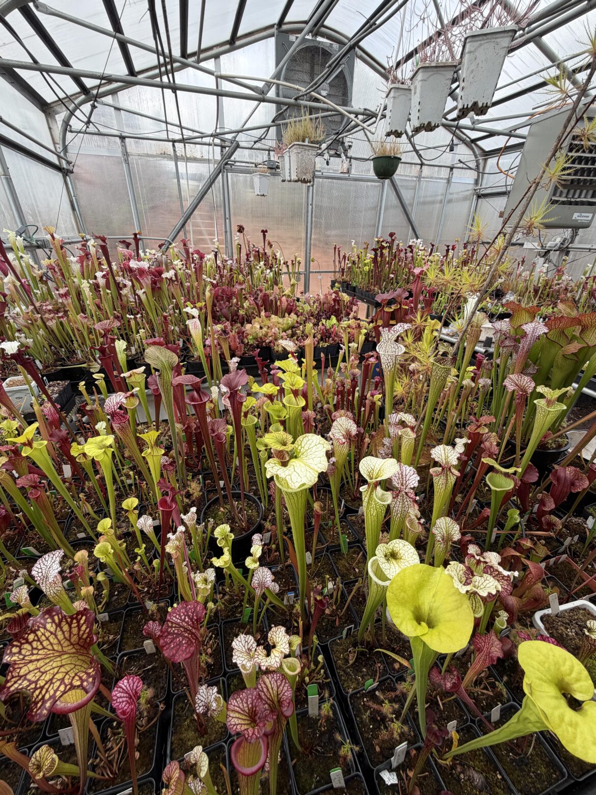 The greenhouse is starting to color up!