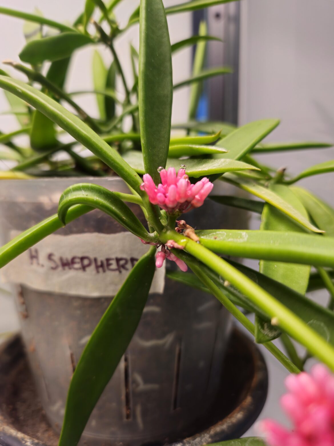Is...is this how Shepherdii blooms are supposed to look??
