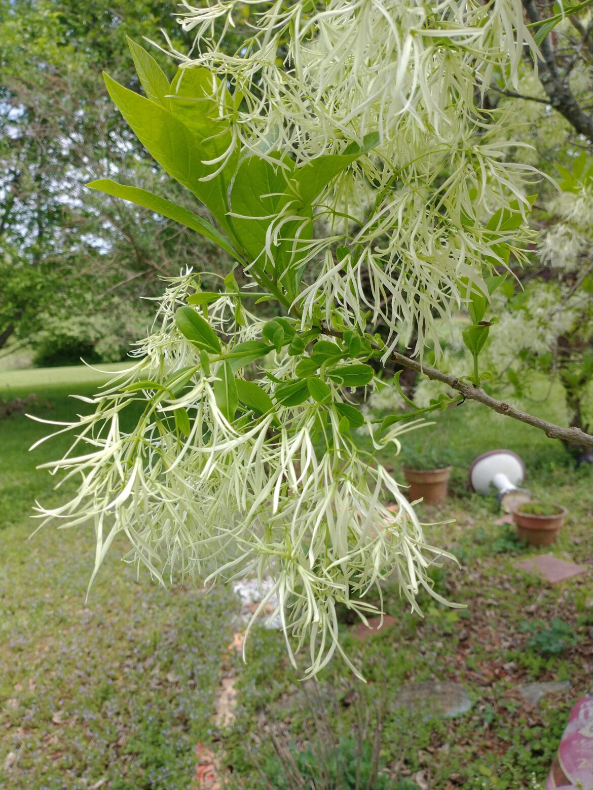 Fringe Tree