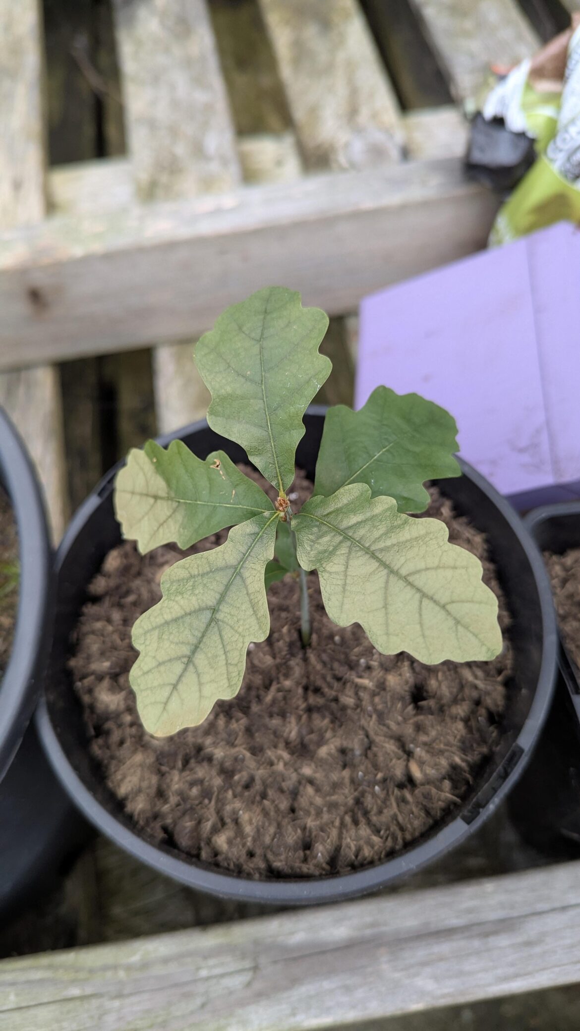Why are my oak leaves losing colour?