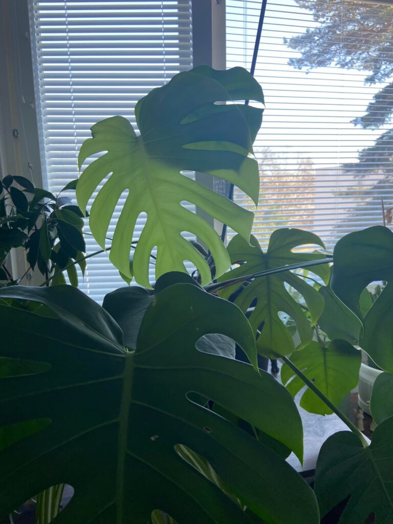 Woke up to this glow. Is it weird that I want to frame this leaf?
