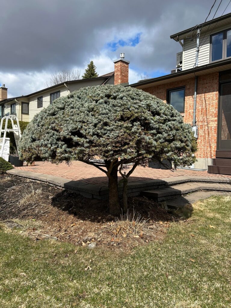 Moving a blue spruce