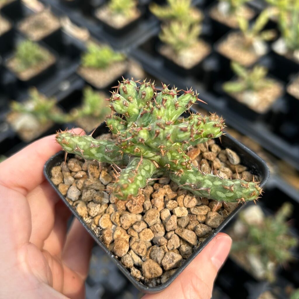 Euphorbia actinoclada