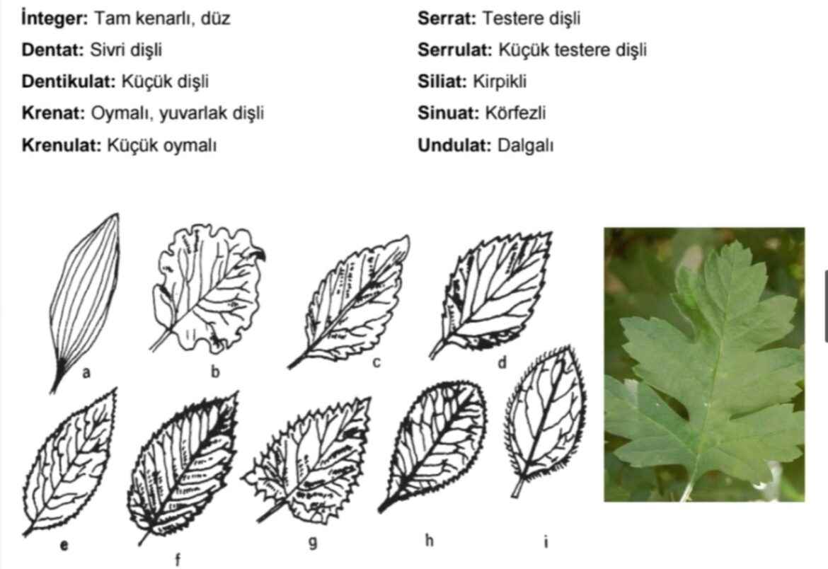 Are there any books with leaf descriptions?