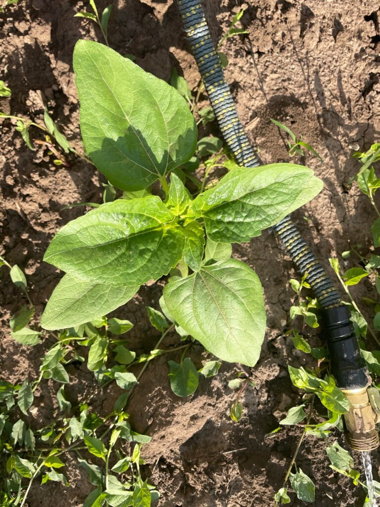 Google says this is sunflower. It’s been growing pretty fast so I’m not so sure