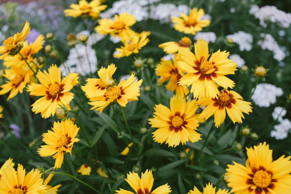flowers to deadhead coreopsis