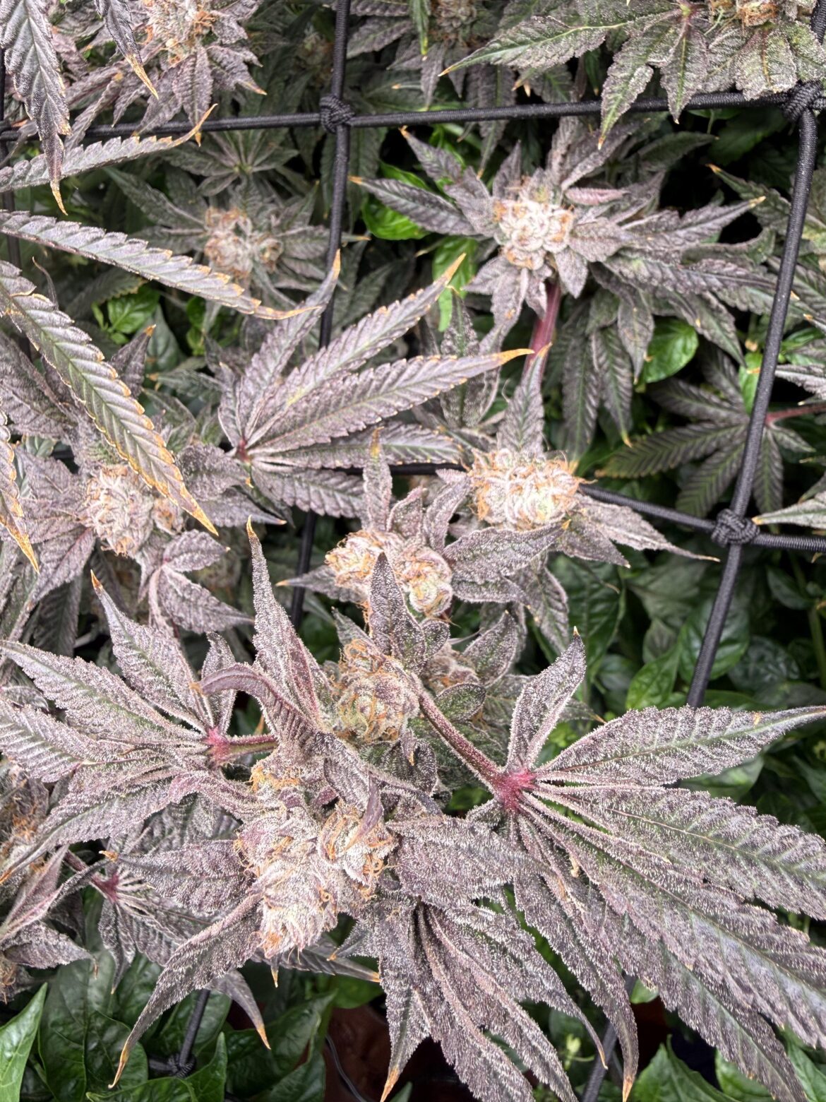 D62 - Runtz n roses th