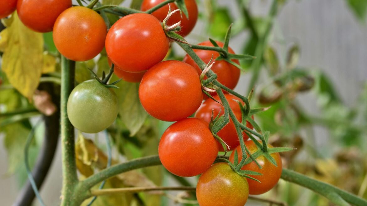 Master gardener to discuss tips for growing tomatoes at altitude Master gardener to discuss tips for growing tomatoes at altitude
