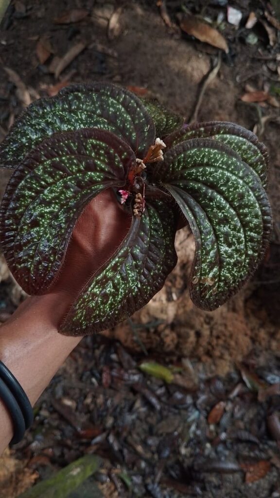 Sonerila sp. Borneo