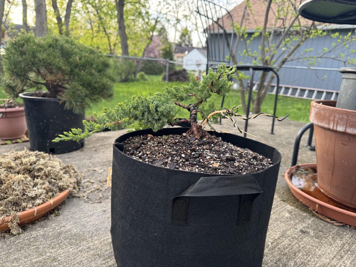 Juniper Procumbens Nana – First Styling (Feedback Appreciated) Juniper Procumbens Nana - First Styling (Feedback Appreciated)