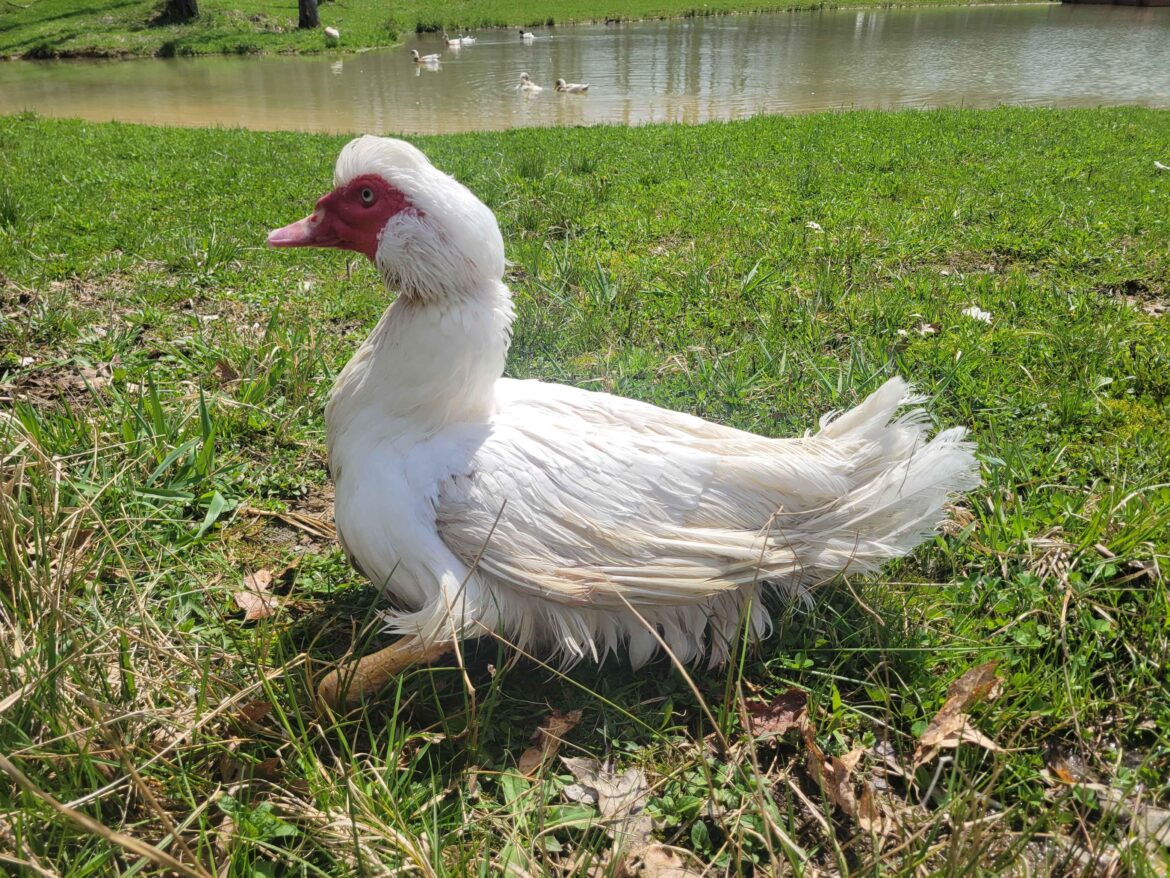 Richard Beakon, our other disabled duck, after just finishing a swim in the pond. He always likes to go up next to tree fences for some reason, lol.