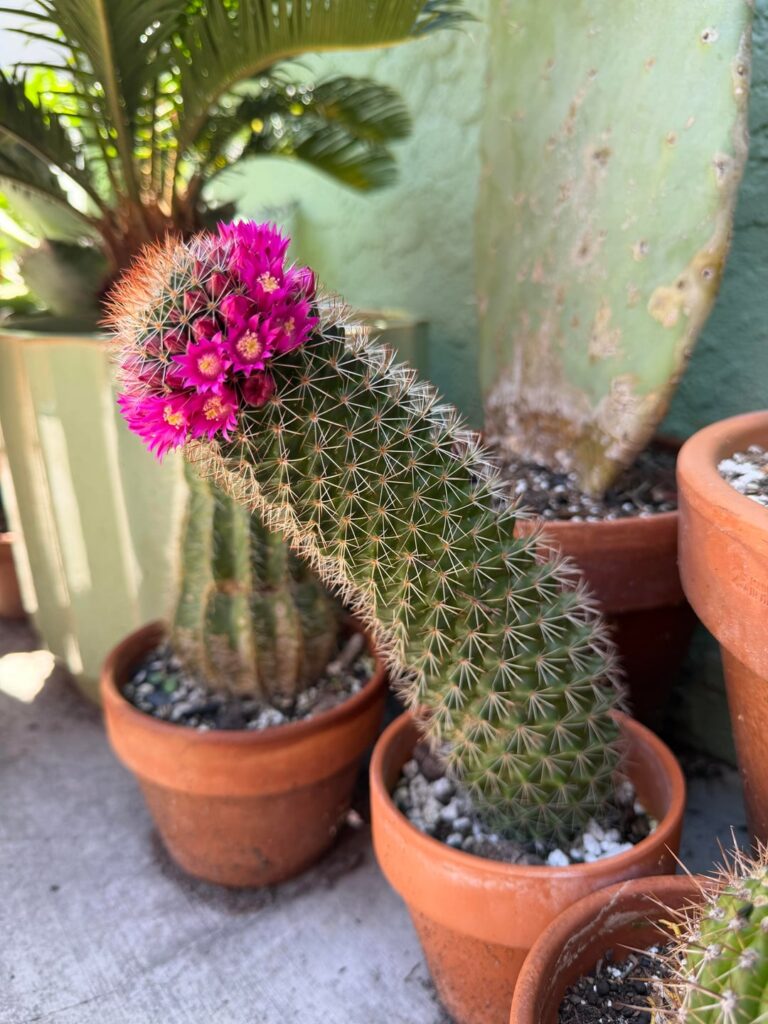 I’m loving everybody’s bloom pics. Here’s a couple of mine.