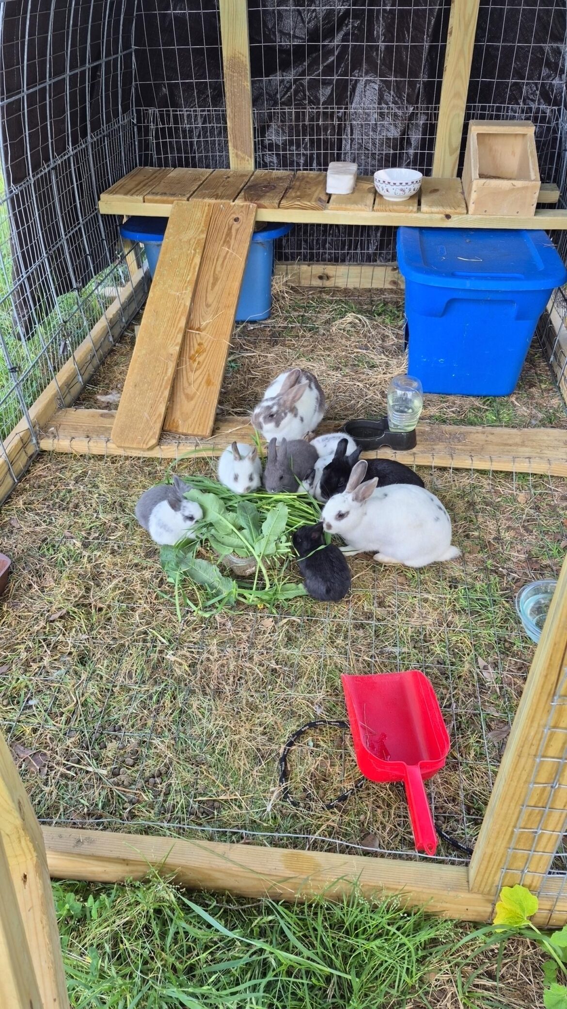 Salad time