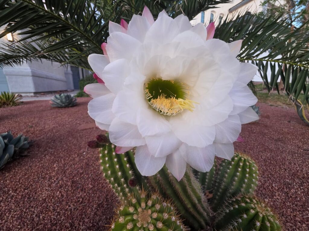 Cactus Bloom