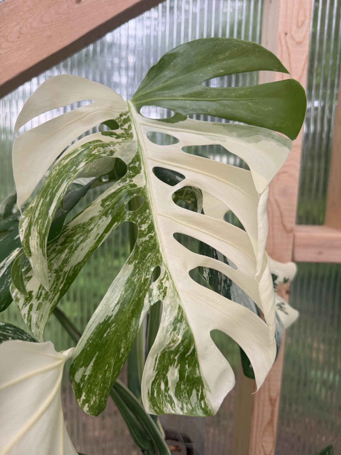 Newest leaf unraveling. My Monstera albos are showing out lately!