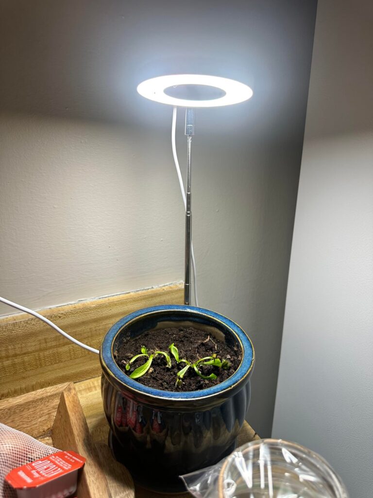Help with flytraps