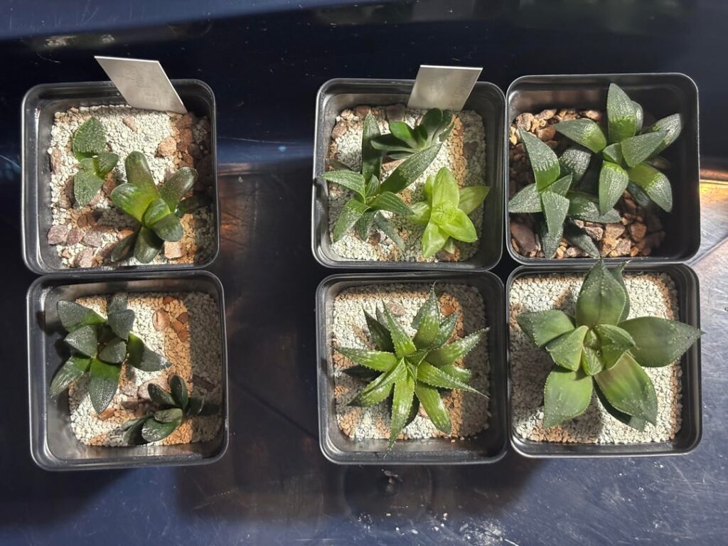 Seedling progression