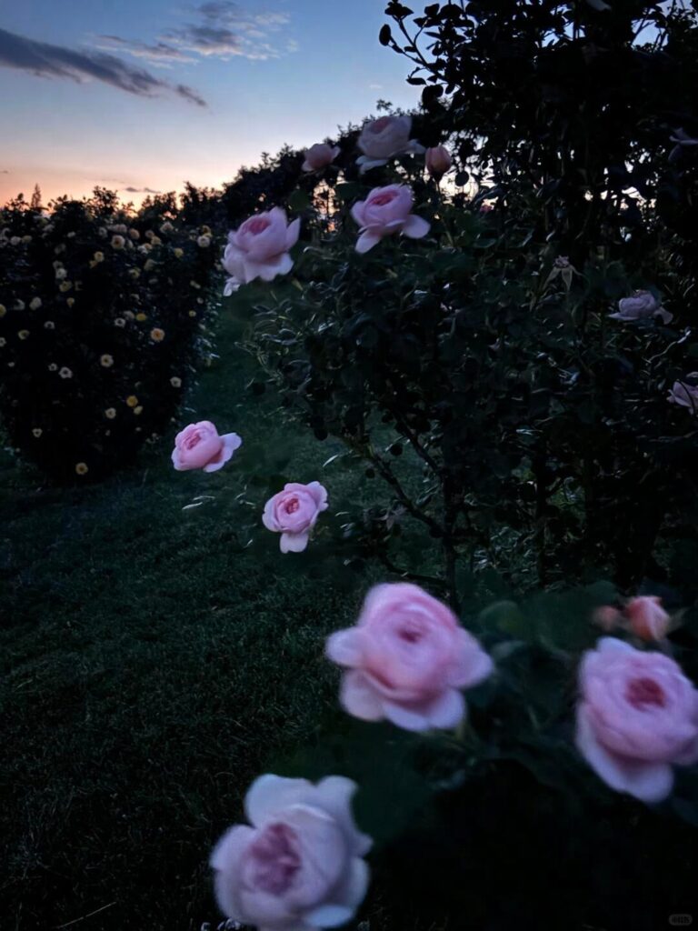Loooove how flowers look when it starts getting dark out