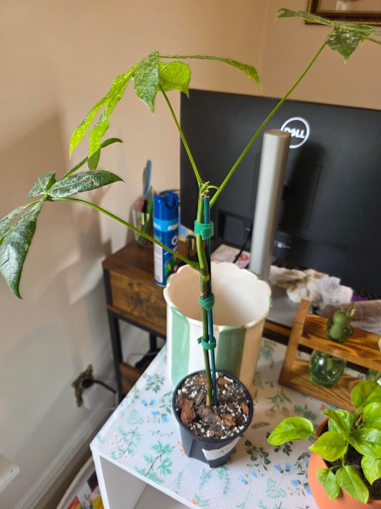 Variegated money tree