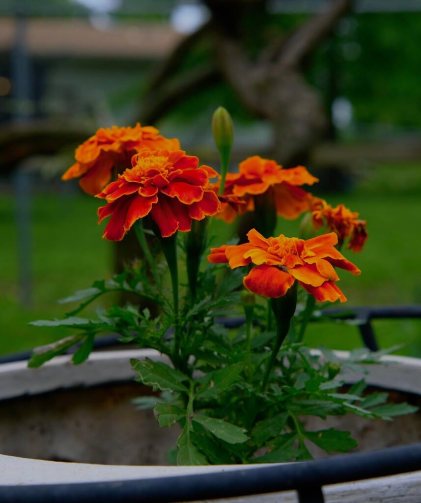 Some lovely Marigolds