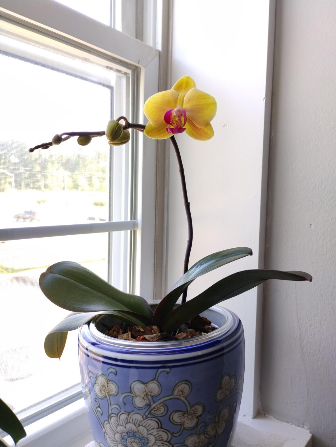 First Rebloom