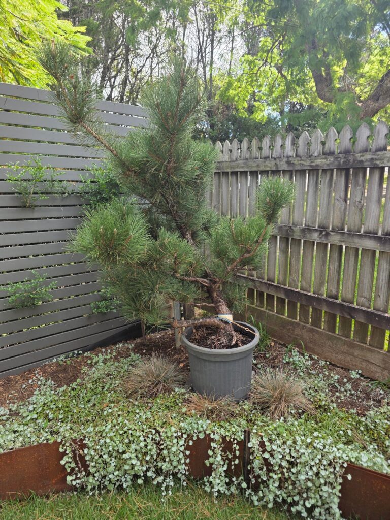 Japanese black pine ?fungus Japanese black pine ?fungus