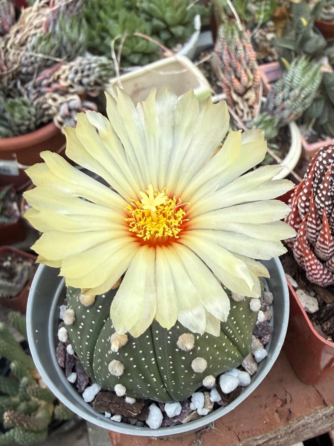 Little Astro blooming