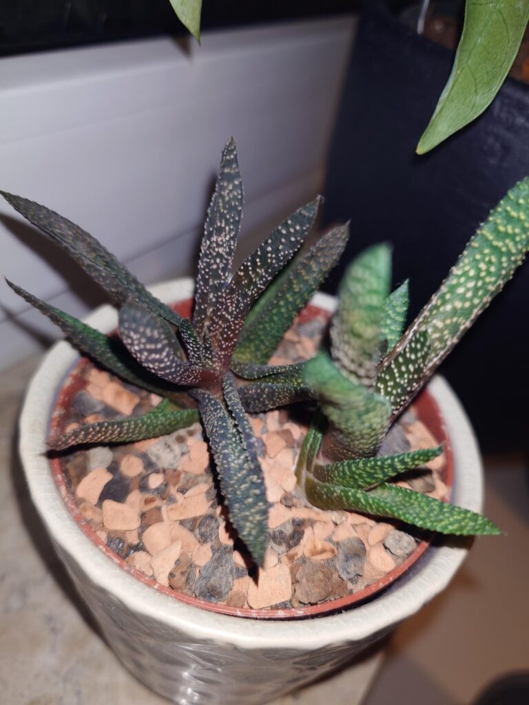 Is it sun stressed or burned?