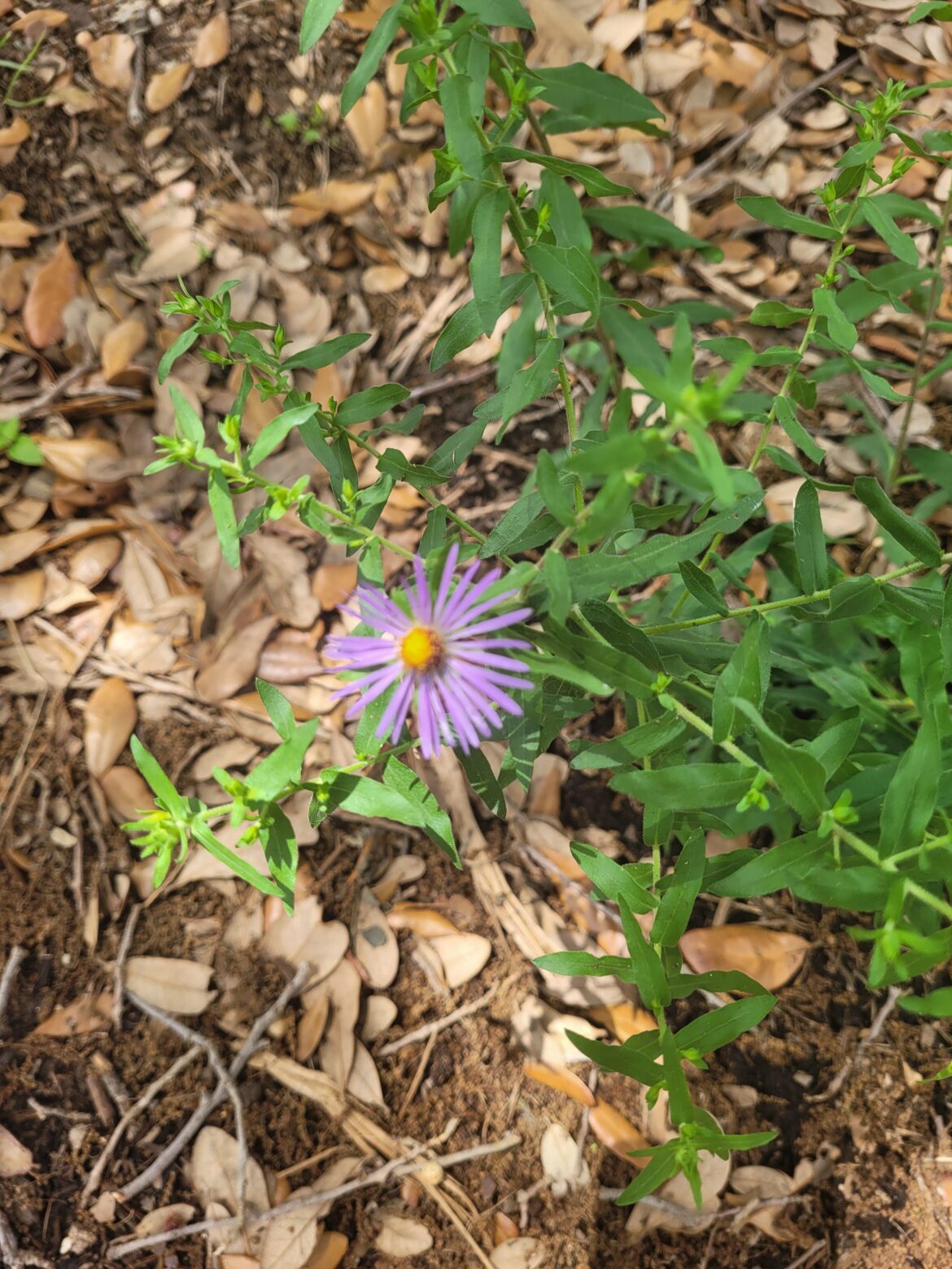 Fall aster blooming