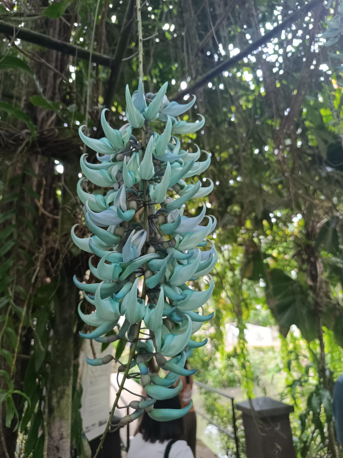 Do you know the name of this flower?