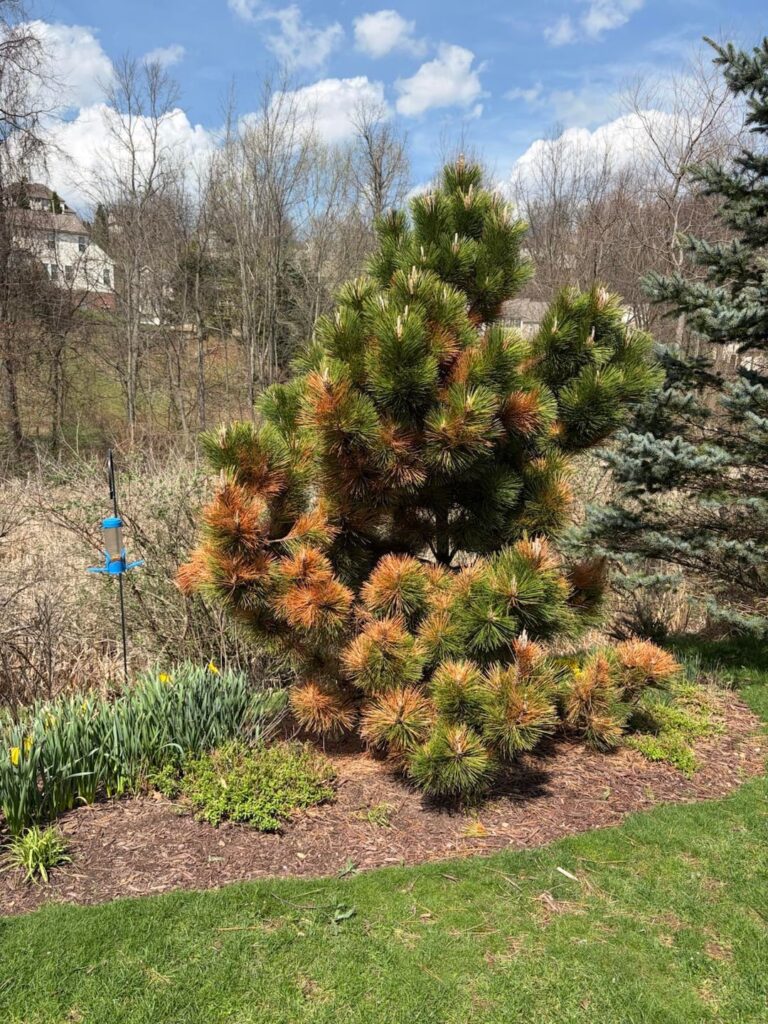 Japanese Black Pine help