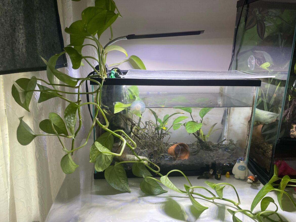 need help from the propagating experts!!