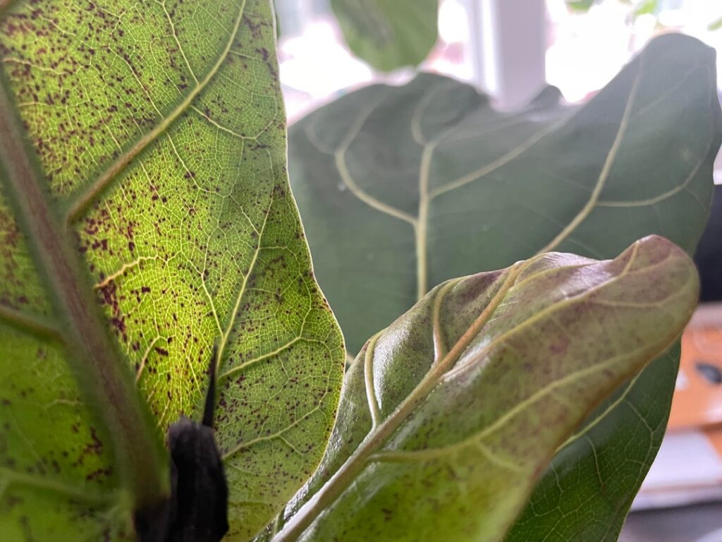 New leaves aren't healthy